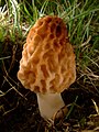 Козу карындар (Fungi) - Morchella esculenta
