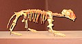 Lystrosaurus (Dicynodontia)