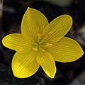 Una flor de Sternbergia lutea que muestra los dos verticilos de tépalos.