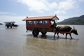 Du khách trên những chiếc xe trâu truyền thống đến đảo Yubu-jima, thuộc thị trấn Taketomi, huyện Yaeyama, tỉnh Okinawa.