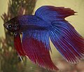 Betta splendens