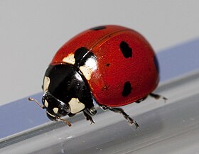 Joaninha a exibir o seu corpo semiesférico, típico da família Coccinellidae.