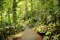 Wonga Walk rainforest