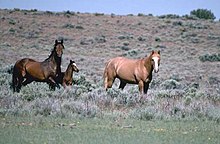 Trois chevaux se déplacent dans les hautes herbes; un cheval palomino en tête suivi d'un cheval bai et d'un poulain bai.