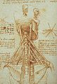 達文西繪畫的人體頸部剖析圖