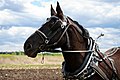 Percheron head in Home Carriage Festival