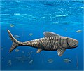 サメに近い体形の全身化石から知られるアマジクティス（Amazichthys）