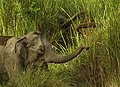 Éléphants d'Asie