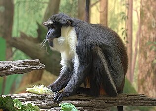 Cerkopiteko Cercopithecus diana