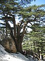 Libano kedras (Cedrus libanii)