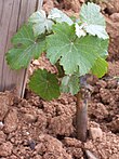 Photographie montrant les premières feuilles d'un jeune plant de vigne dans le vignoble d'Alsace