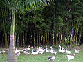 Jardin botanique de São Paulo