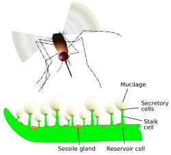 Vector graphic of the trapping and digestive features of a Pinguicula leaf