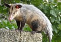 Common opossum