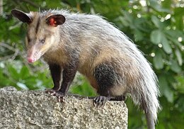 Fiahordó oposszum (Didelphis marsupialis)