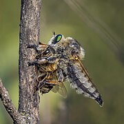 Robber fly (Promachus sp.) female with bee prey Babadag