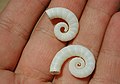 The shell of Spirula spirula has disconnected whorls