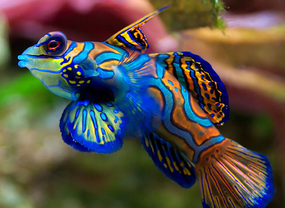 Mandarinfish lack scales and protect themselves with a layer of smelly and bitter slime.