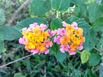 Pink and yellow specimen in a shrubland