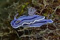 Chromodoris willani