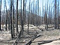 Mountainous region with blackened soil and trees due to a recent fire.