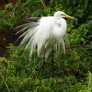 Ardea alba