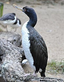 Guanoskarv Foto: Wikipedia-brukar: Quartl