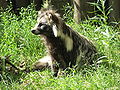 Raccoon dog (Mbwa-rakuni)