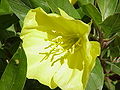 Энотера миссурийская (Oenothera missouriensis)