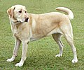Labrador retriever, can d'aiga vengut un can de companhiá e un can sauvaire.