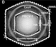 Querschnitt der Kryo-EM-Darstellung von CroV, überlagert mit der des Chlorovirus PBCV-1. CroV hat nicht nur einen größeren Durchmesser der Virionen (300 nm vs. 180 nm), seine Kapsidschicht ist auch dicker (10,5 nm vs. 7,5 nm). Umrechnung 10 Å = 1 nm[13]