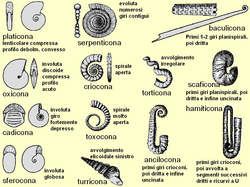 Principali tipi di forme riscontrabili nella conchiglia delle ammoniti.