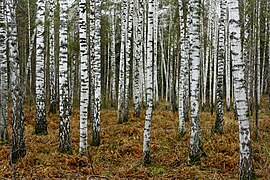 Березовий ліс, Новосибірськ