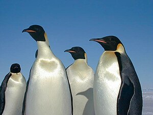 Keizerspinguïn, een van de vele bewoners van Antarctica.