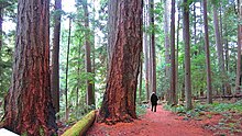 A person is walking through Heritage forest. The trees are big and have red bark.