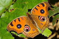 Junonia almana