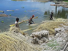 Jute mis à rouir