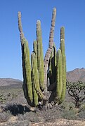 Valle de los Gigantes.