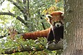 Panda minore al Giardino Zoologico di Pistoia