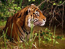 A tiger (Panthera tigris)