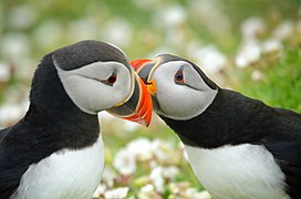 Des macareux moines se courtisent sur l'ile Skomer. Avril 2022.