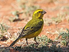 Serin de Sainte-Hélène (Crithagra flaviventris)