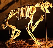 Kostra rodu Thylacoleo. Zvíře má shrbený hřbet, zvednutnou tlapu a otevřenou tlamu. Lebka vyniká mohutnými předními zuby