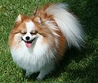 Anjing Pomerania triwarna