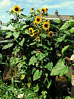 zonnebloem (Helianthus annuus)