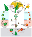 Image 25Angiosperm life cycle (from Evolutionary history of plants)