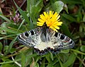 False apollo (Archon apollinus), tribe Luehdorfiini