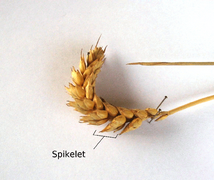 Wheat spike and spikelet