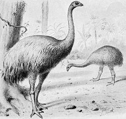 Kæmpemoa (Dinornis robustus) i forgrunden