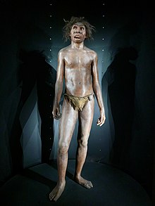 Homo ergaster, Museo de la Evolución Humana (Burgos)
